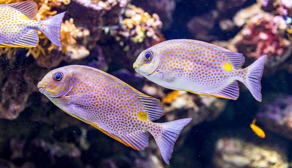 Algunas especies se beneficiarán, especialmente si la población está en el polo de la zona de distribución. Algunas especies se beneficiarán, especialmente si la población está en el polo de la zona de distribución.