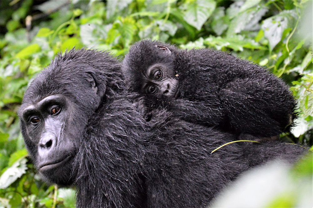 Al menos cinco gorilas de montaña han nacido durante las últimas seis semanas en el Parque Nacional del Bosque Impenetrable de Bwindi (suroeste de Uganda), lo que eleva la cifra total en el año a siete. iStock