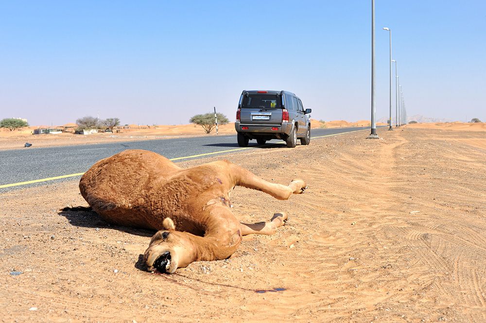 Cada año se reportan hasta 1.000 incidentes con camellos en las carreteras del sur de Israel. Imagen tomada en EAU. iStock