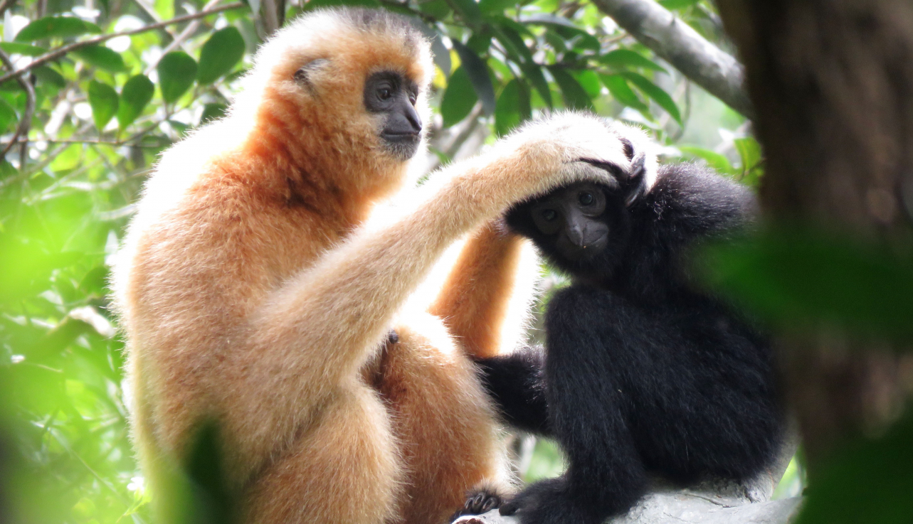Gibón de Hainan (Nomascus hainanus) / Bosco Chan et al. 