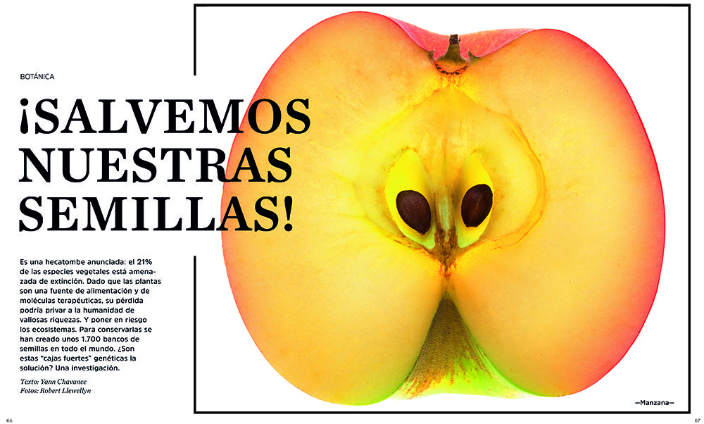 Cada año se descubren unas 2.000 especies vegetales nuevas. Esta diversidad vegetal es una suma enorme de conocimiento y progreso.