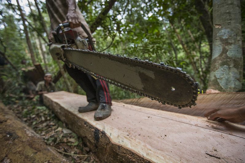 Los chirridos de las sierras eléctricas se graban en los smartphones de la organización Rainforest y alertan a los guardabosques de las selvas de Borneo. RFC