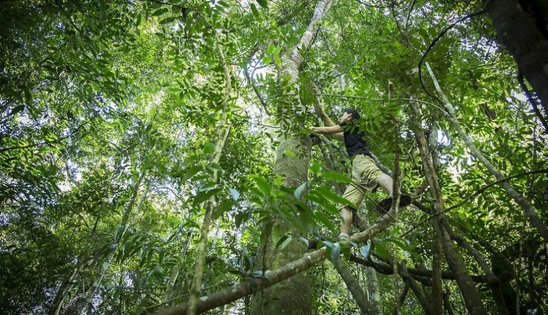 La rapidez de las alertas y la rapidez de la reacción es muy importante para evitar el trabajo de los madereros ilegales en las selvas de Borneo. RFC La rapidez de las alertas y la rapidez de la reacción es muy importante para evitar el trabajo de los madereros ilegales en las selvas de Borneo. RFC