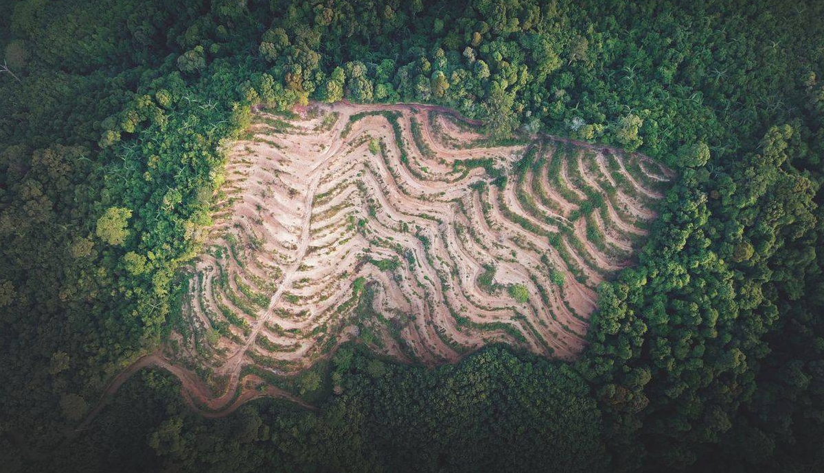 El riesgo de una pandemia está impulsado por cambios antropogénicos que aumentan exponencialmente. Foto: IPBES