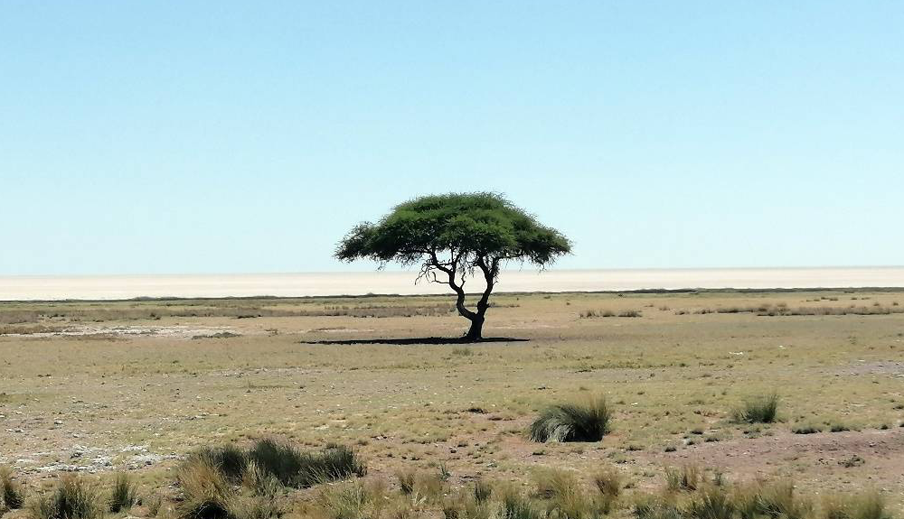Acacia tortilis en el Parque Nacional de Etosha de Namibia. Foto: Borja Belda Palazón