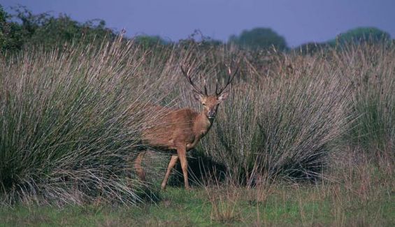 Doñana Doñana