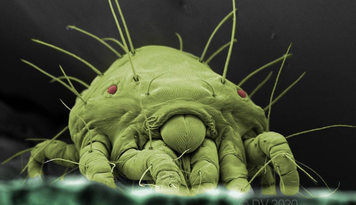Imagen de microscopio electrónico de una hembra adulta de Tetranychus urticae, congelada viva en una hoja de haba. / Dagmar Voigt, Institute for Botany, Technische Universität Dresden, Alemania