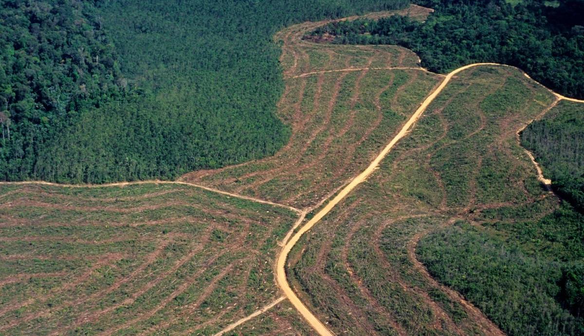 En 13 años, la deforestación afecta a una superficie mayor que California.