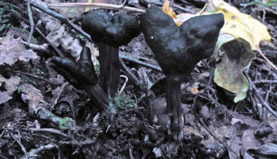 Helvella terricola Autor Luis Ballester Helvella terricola Autor Luis Ballester
