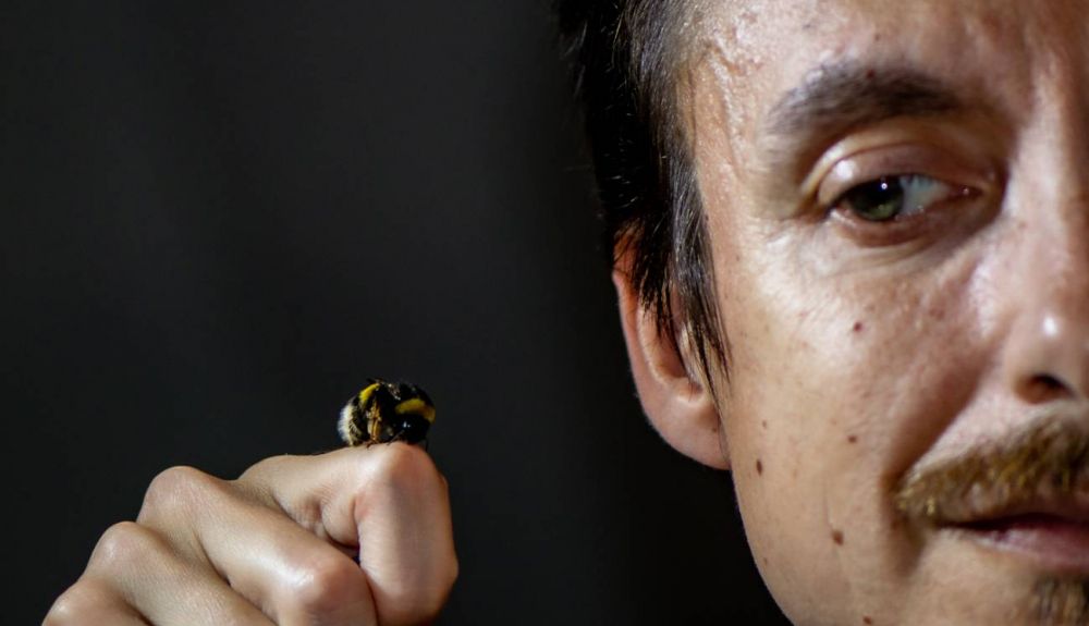 Las abejas tambien desaparecen de los registros Las abejas tambien desaparecen de los registros