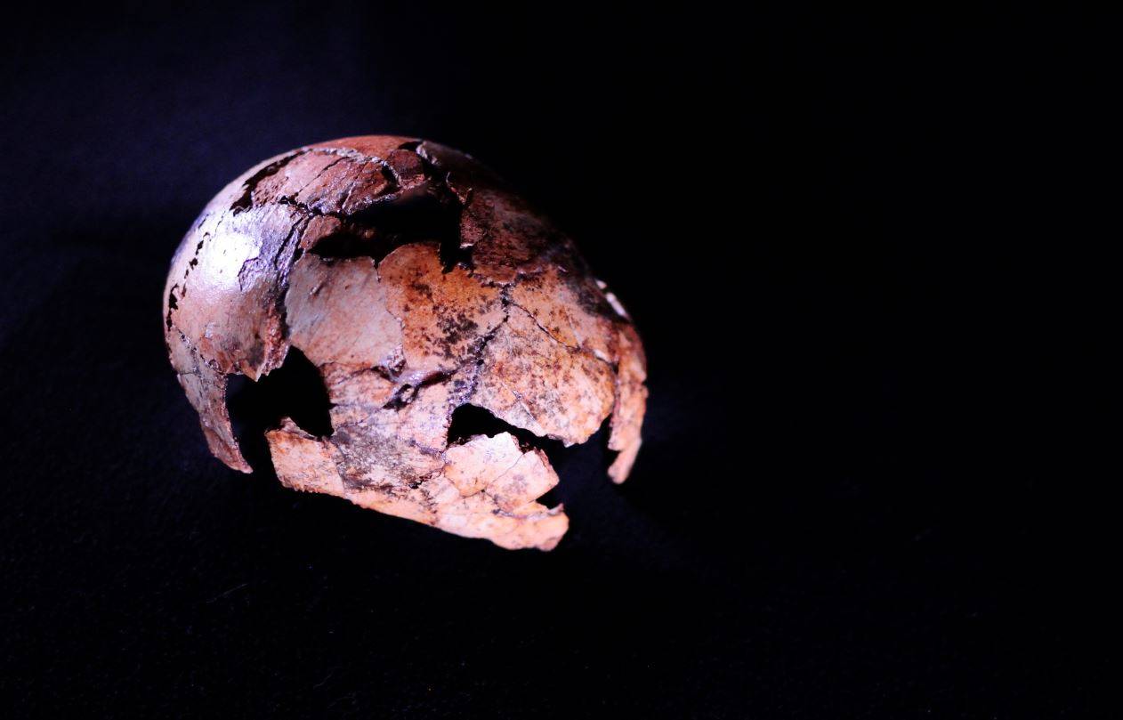 Cráneo reconstruido de Homo erectus hallado en el yacimiento sudafricano de Drimolen. Therese van Wyk, Universidad de Johanesburgo