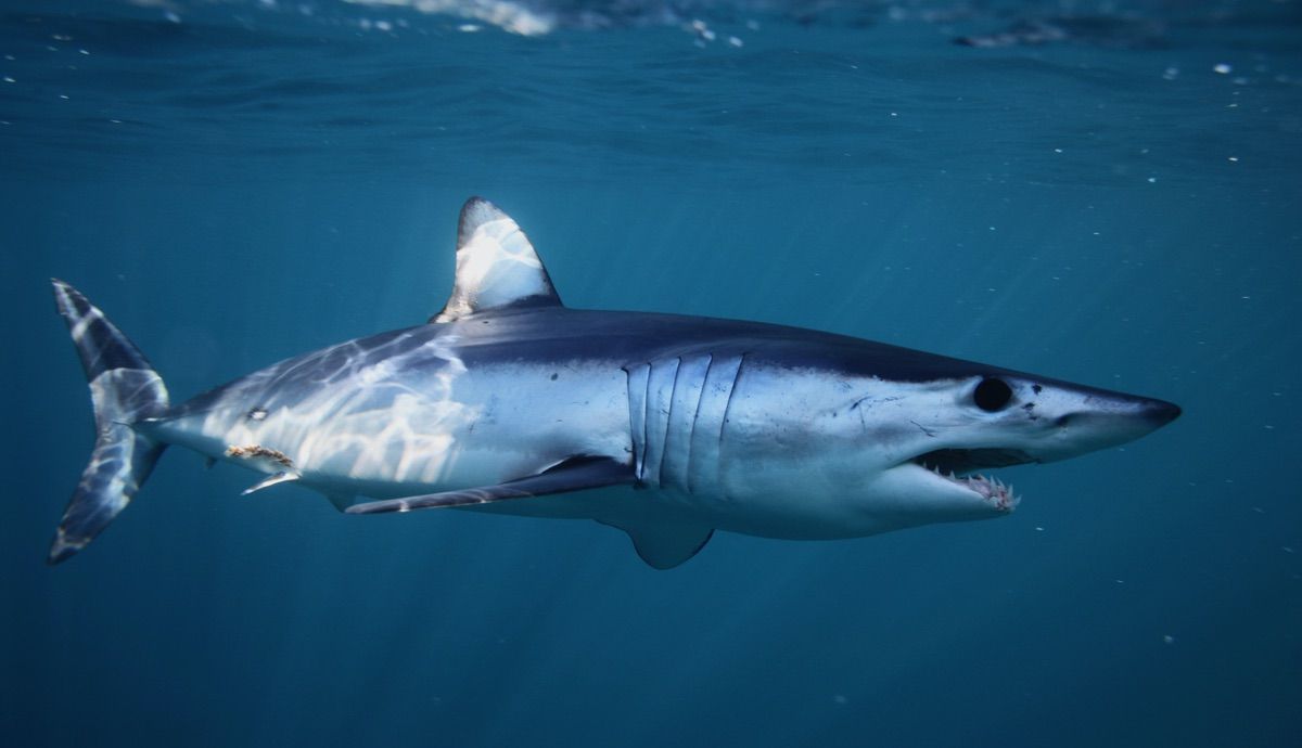 tiburón marrajo