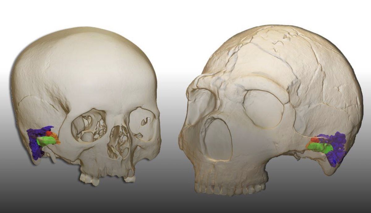 neandertales