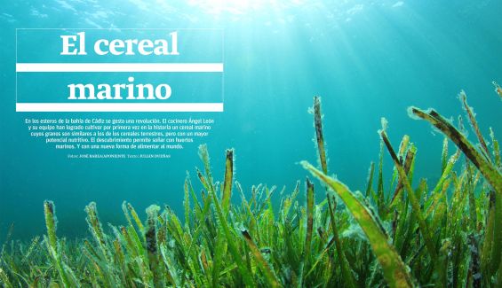 El cultivo de la zostera marina nos permite pensar en la posibilidad de huertos marinos. El cultivo de la zostera marina nos permite pensar en la posibilidad de huertos marinos.