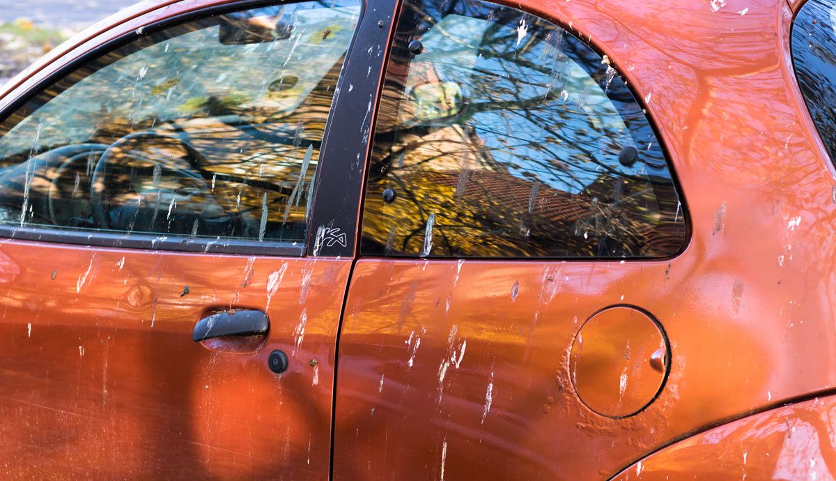 Cómo eliminar los excrementos de aves y manchas difíciles en el coche. Foto: iStock