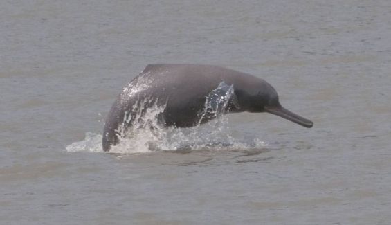 Delfines del ganges 210405 02 Delfines del ganges 210405 02