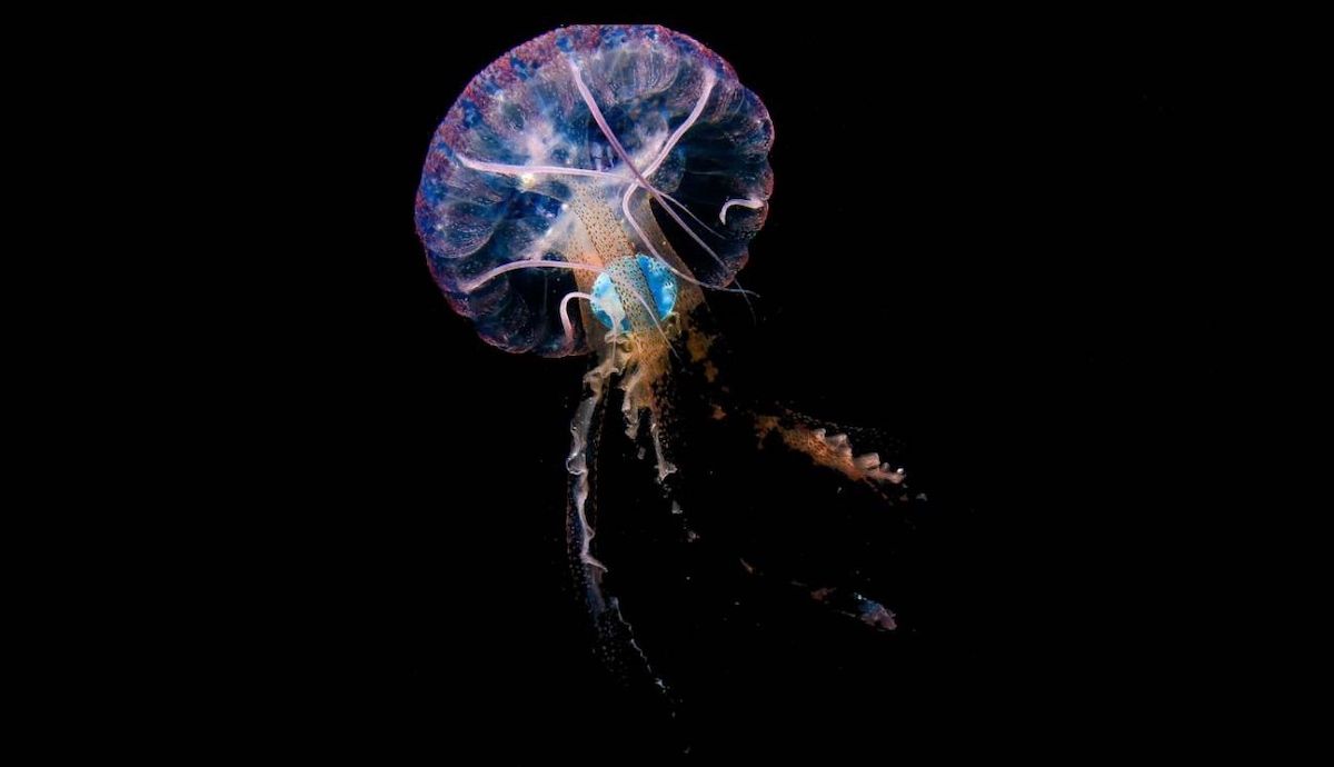 Pelagia noctiluca con un plástico azul en su interior, tomada en mayo de 2020 en aguas de Sardina del Norte, Gran Canaria. / Alicia Herrera Ulibarri