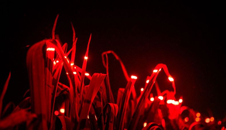 Los investigadores del proyecto GROW han demostrado que ciertas combinaciones de luz azul, roja y ultravioleta pueden mejorar el crecimiento de las plantas y reducir el uso de pesticidas hasta en un 50%