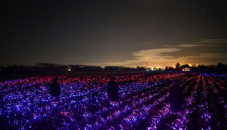 Los campos de cultivo iluminados con luces LED de proyecto GROW permitiría acercar los cultivos a los núcleos urbanos