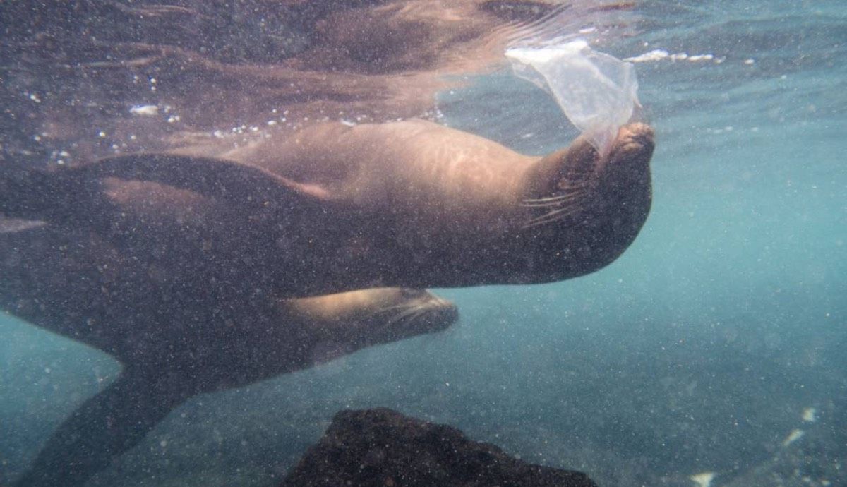 La biodiversidad de las Galápagos amenazada por los plásticos. Foto: Adam Porter