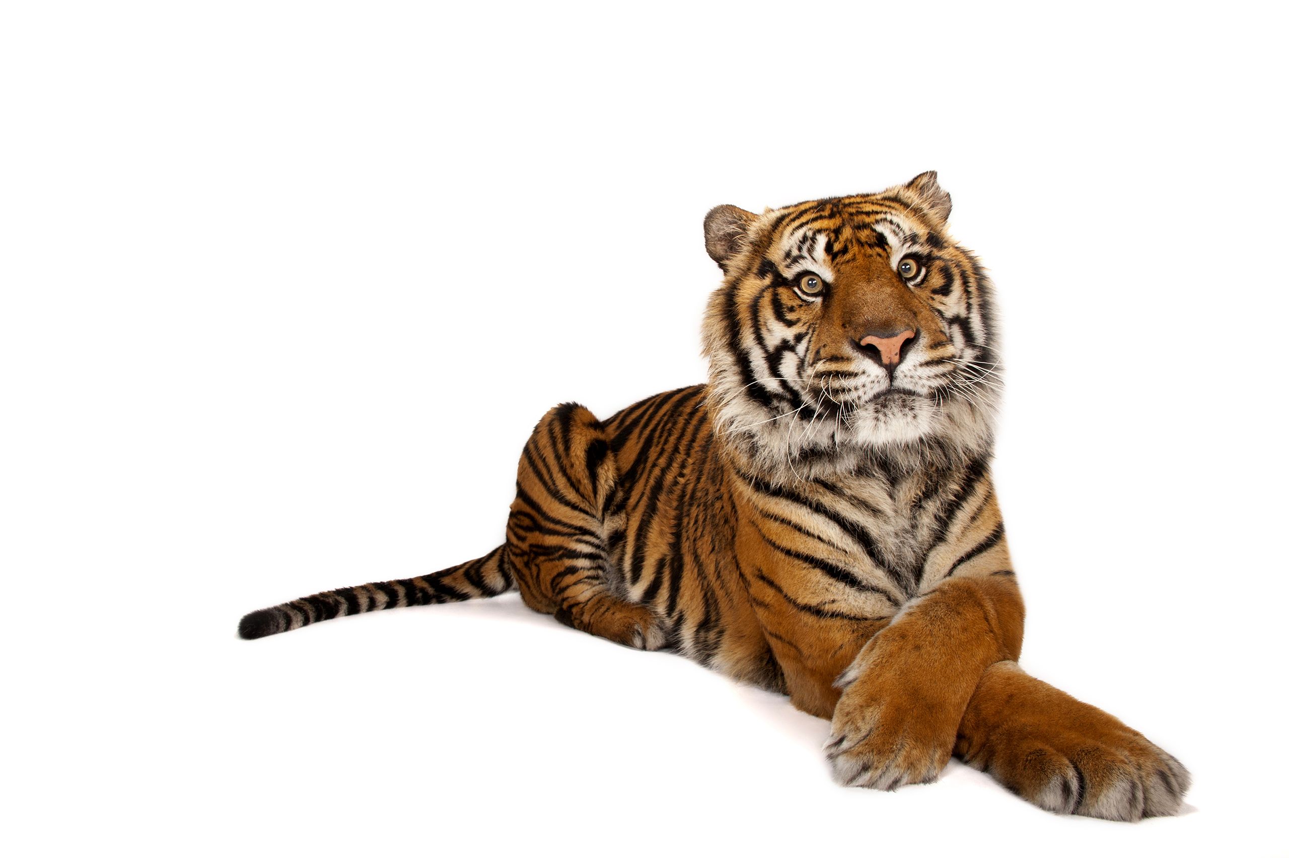 Las fotografías de Joel Sartore quieren sensibilizar a la opinión pública de la necesidad de preservar la biodiversidad. @Joel Sartore