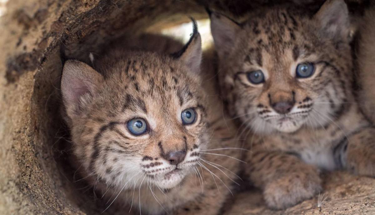 La población del lince ibérico en 2002 era de sólo 100 ejemplares, hoy supera los 1.000.