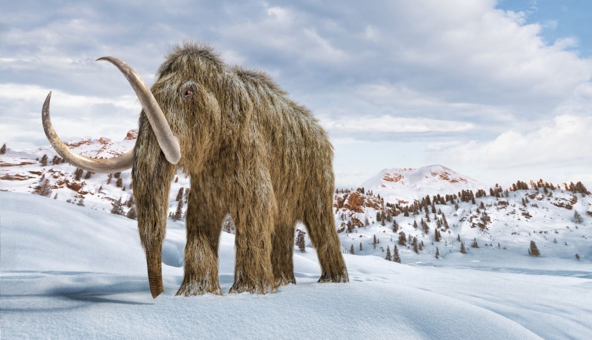 Recreación de un mamut en la Edad de Hielo. La extinción de los mamuts comenzó con el deshielo de los glaciares. Image: IStock.