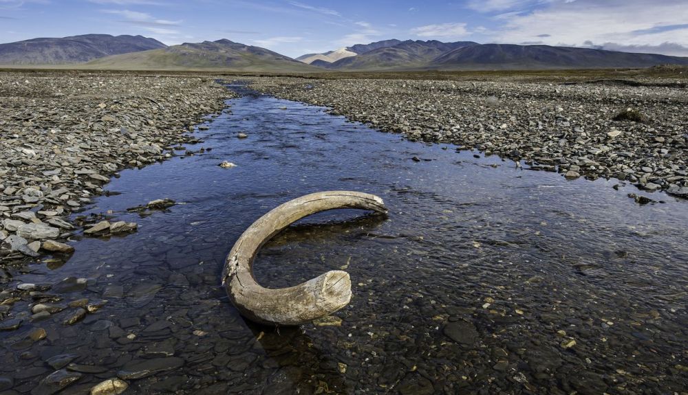 Colmillo de Mamut hallado en la Isla de Wrangel. Colmillo de Mamut hallado en la Isla de Wrangel.