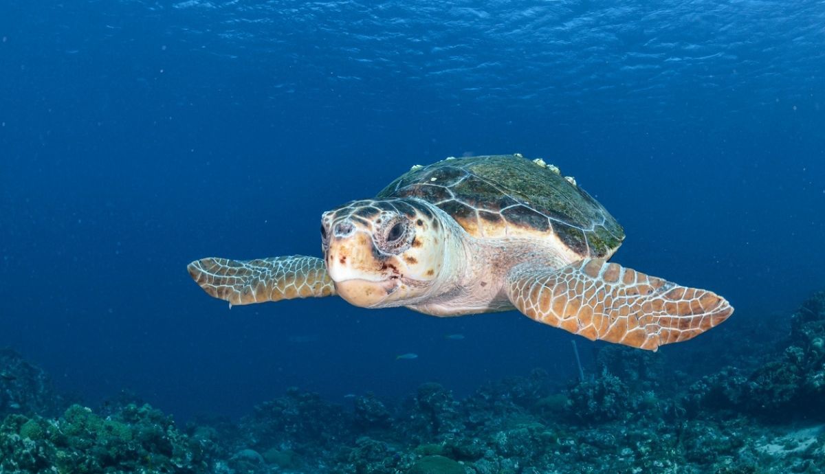 La tortuga boba se considera una especie vulnerable. IStock.