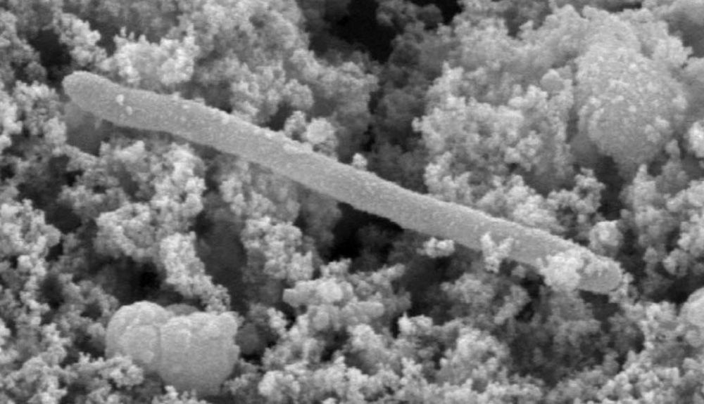 Bacterias que se encuentran en las profundidades de una mina de oro en Sudáfrica que subsisten de hidrógeno y sulfato. Bacterias que se encuentran en las profundidades de una mina de oro en Sudáfrica que subsisten de hidrógeno y sulfato.