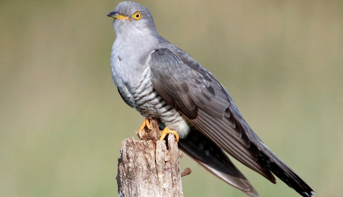 Las tretas del pájaro cuco