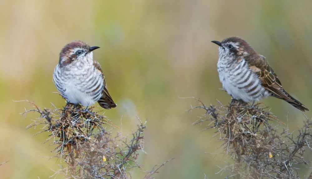 Dos ejemplares de pájaro cuco. Foto: IStock. Dos ejemplares de pájaro cuco. Foto: IStock.