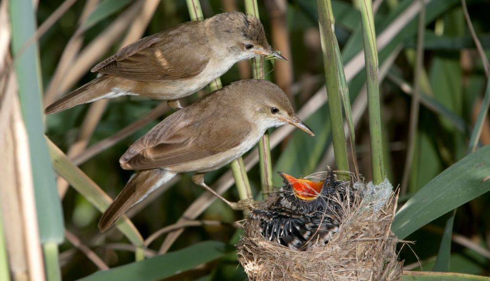 Dos pájaros anfitriones con un polluelo de pájaro cuco. Dos pájaros anfitriones con un polluelo de pájaro cuco.