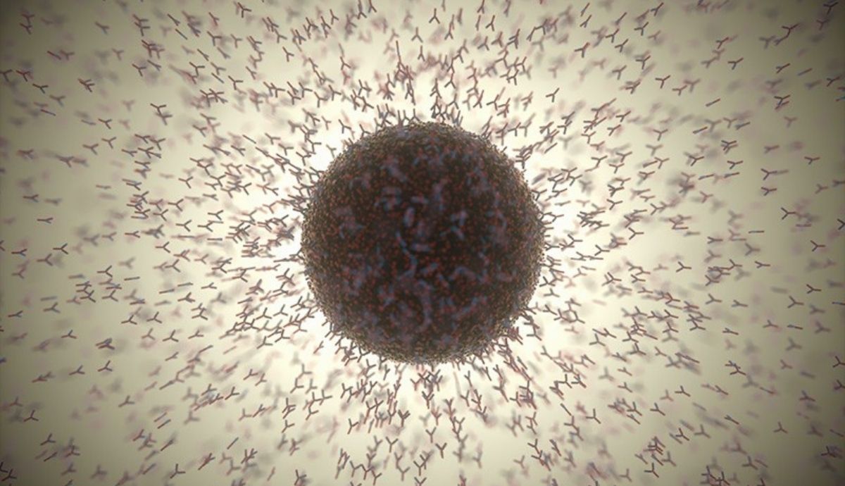 Los anticuerpos pululan por una partícula de SARS CoV 2 (impresión del artista). Un anticuerpo de bioingeniería puede impedir que el virus se arrase en los pulmones de los ratones.  Imagen: KTSDesign/Science Photo Library.