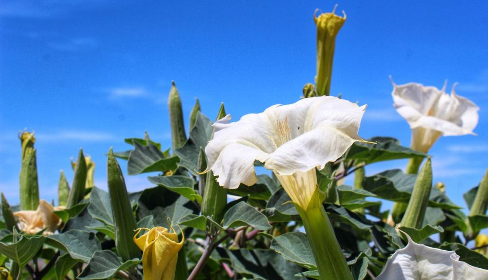 El estramonio es una planta venenosa también conocida como hierba del diablo. El estramonio es una planta venenosa también conocida como hierba del diablo.
