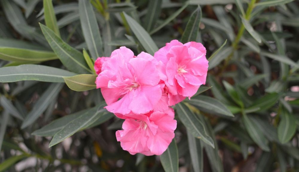 Una flor de adelfa, una de las plantas más venenosas de España. Una flor de adelfa, una de las plantas más venenosas de España.