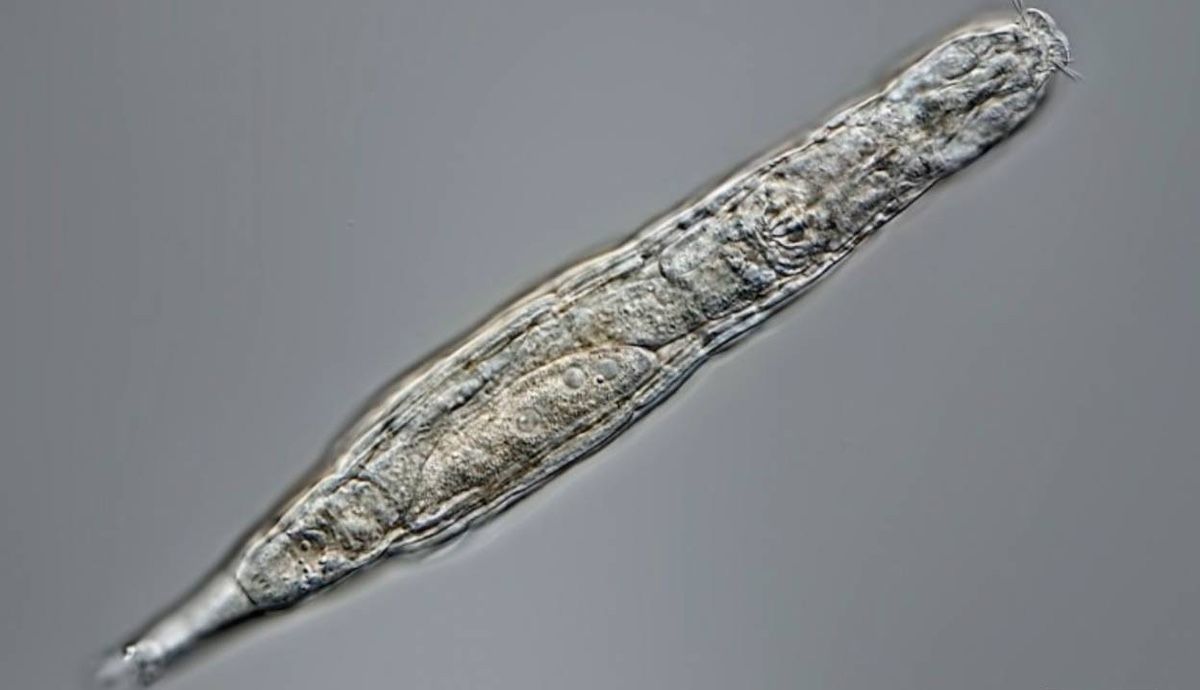 Imagen a tamaño microscópico de un rotífero bdeloideo. / Michael Plewka