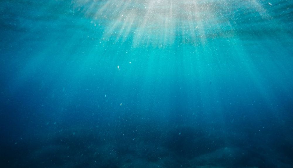 En el océano profundo los microorganismos carecen de luz. En el océano profundo los microorganismos carecen de luz.