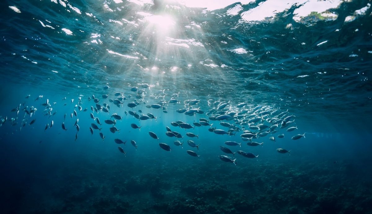 El estudio ha desvelado la gran versatilidad metabólica del microbioma de las profundidades oceánicas.