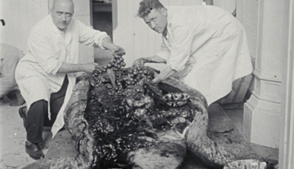 Benedito y Patón eviscerando la tortuga laúd. Benedito y Patón eviscerando la tortuga laúd.
