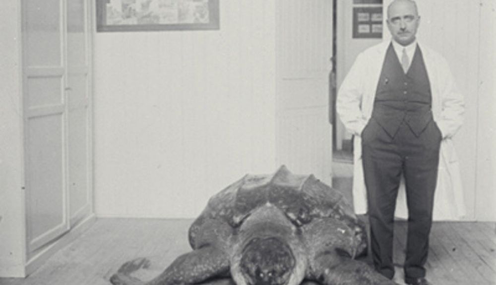 Beneditom con la tortuga laúd, el reptil capturado en Asturias. Beneditom con la tortuga laúd, el reptil capturado en Asturias.