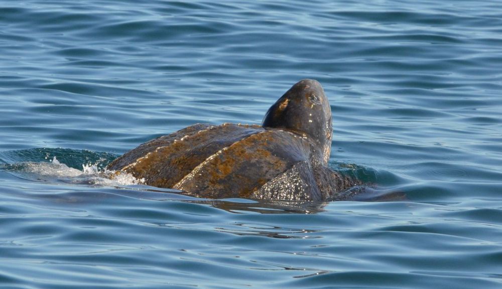 Tortuga laúd nadando en el Océano Atlántico. Tortuga laúd nadando en el Océano Atlántico.