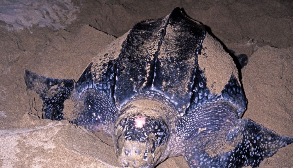 Tortuga laúd, en una playa de Tobago. Tortuga laúd, en una playa de Tobago.