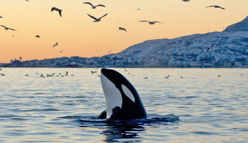 Una orca al atardecer, rodeada de aves. Una orca al atardecer, rodeada de aves.