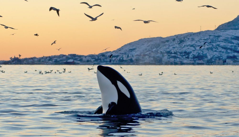 Una orca al atardecer, rodeada de aves.