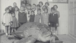 ninos posando junto a la tortuga laud el reptil cuyo destino es un misterio 5 315x181