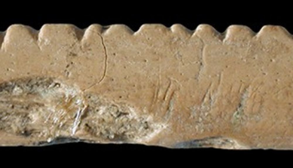 Detalle de las muescas del hueso hallado en Sudáfrica. Detalle de las muescas del hueso hallado en Sudáfrica.