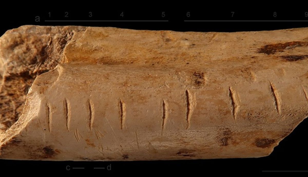 Las marcas hechas en un hueso de hiena podrían darnos pistas sobre si los neandertales sabían sumar.