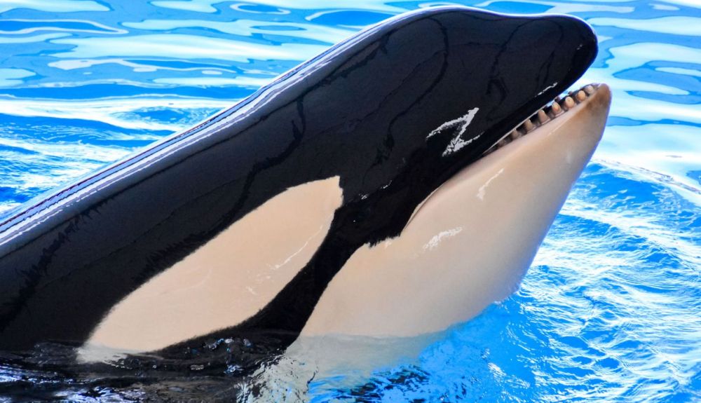 La orca es uno de los animales más inteligentes que existen.