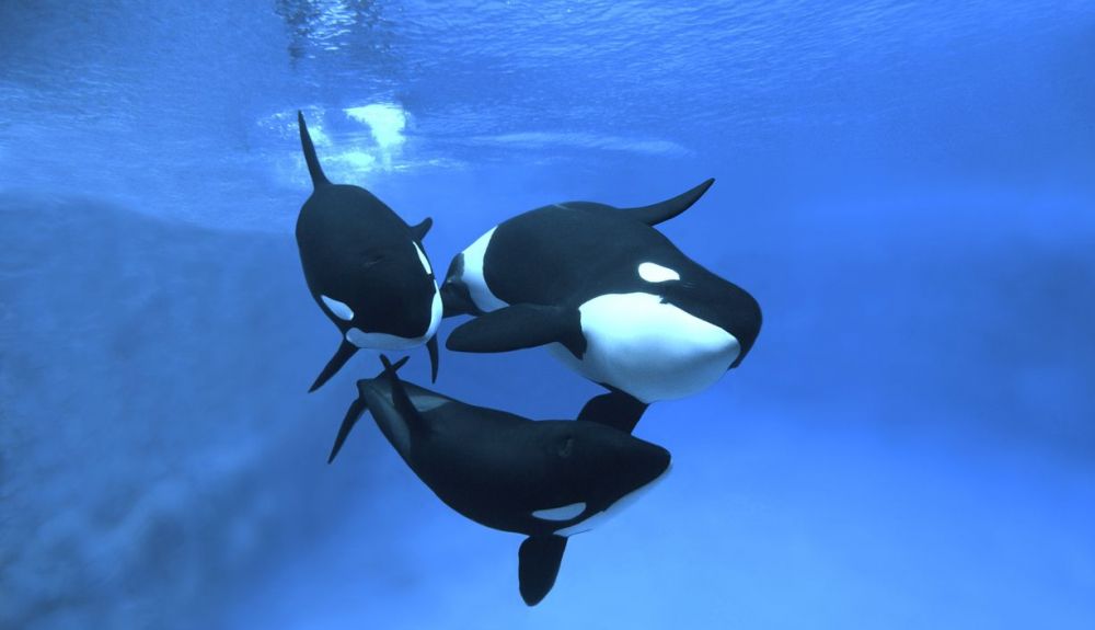 La orca vive en manadas y se comunican entre sus miembros con un idioma propio. La orca vive en manadas y se comunican entre sus miembros con un idioma propio.
